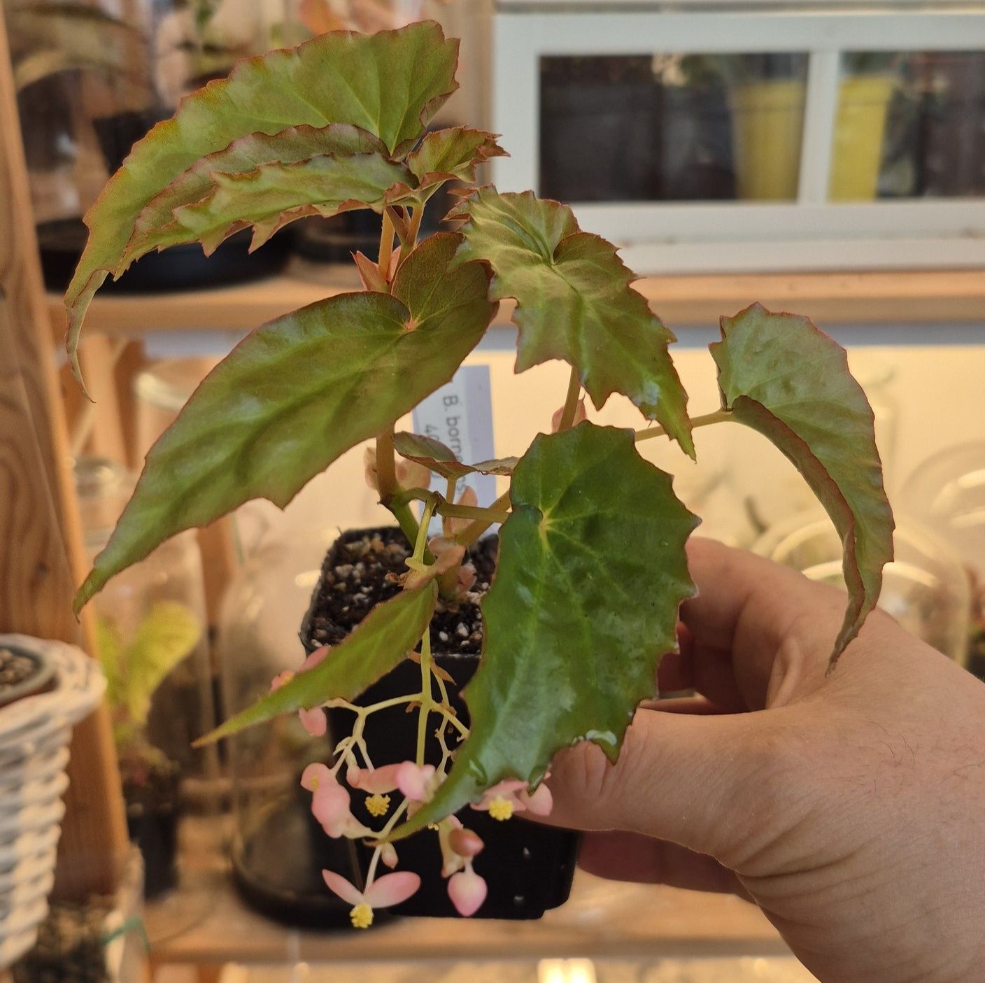 Begonia borneensis